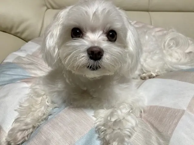 お留守番を寂しくないものへ◎プロのシッターが個性を大切に愛情のこもったお世話を！サービスの画像