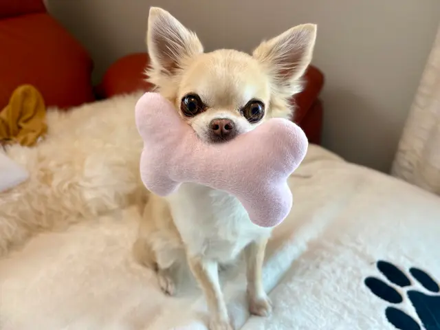 お留守番を寂しくないものへ◎プロのシッターが個性を大切に愛情のこもったお世話を！サービスの画像