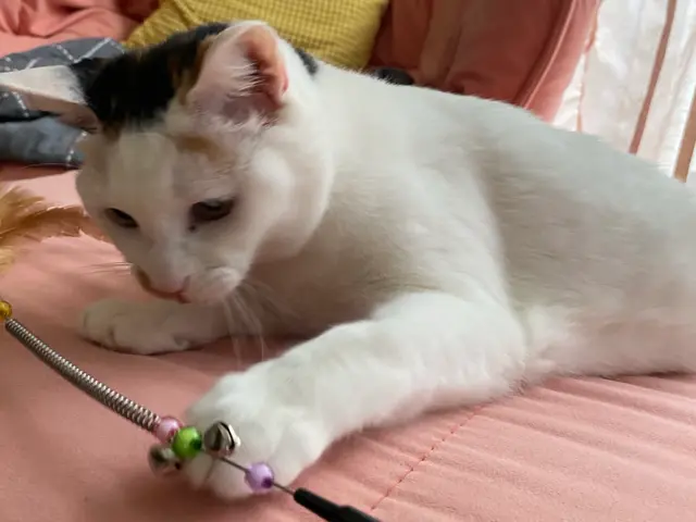 【世田谷区中心】ねこちゃんのお世話なら！第一種動物取扱責任者の私がお伺いします。サービスの画像