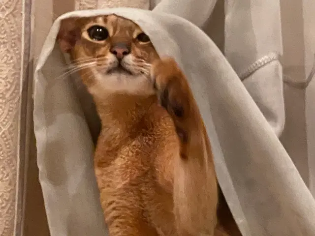 【世田谷区中心】ねこちゃんのお世話なら！第一種動物取扱責任者の私がお伺いします。サービスの画像