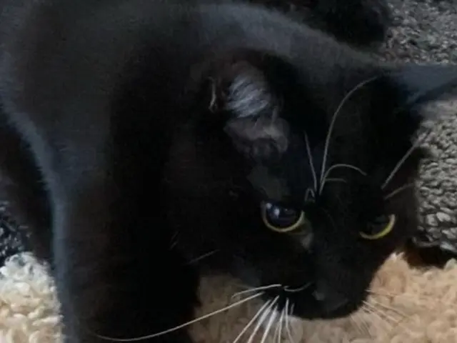 【世田谷区中心】ねこちゃんのお世話なら！第一種動物取扱責任者の私がお伺いします。サービスの画像