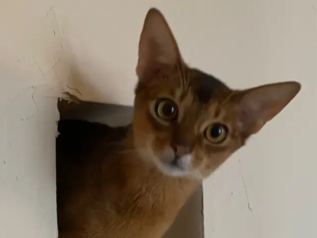 【世田谷区中心】ねこちゃんのお世話なら！第一種動物取扱責任者の私がお伺いします。サービスの画像