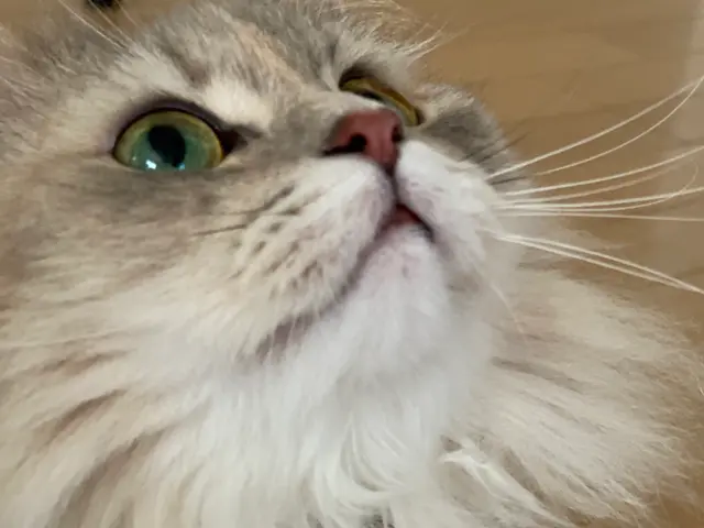 【世田谷区中心】ねこちゃんのお世話なら！第一種動物取扱責任者の私がお伺いします。サービスの画像