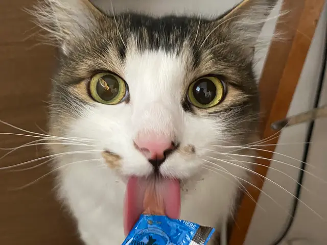 【世田谷区中心】ねこちゃんのお世話なら！第一種動物取扱責任者の私がお伺いします。サービスの画像