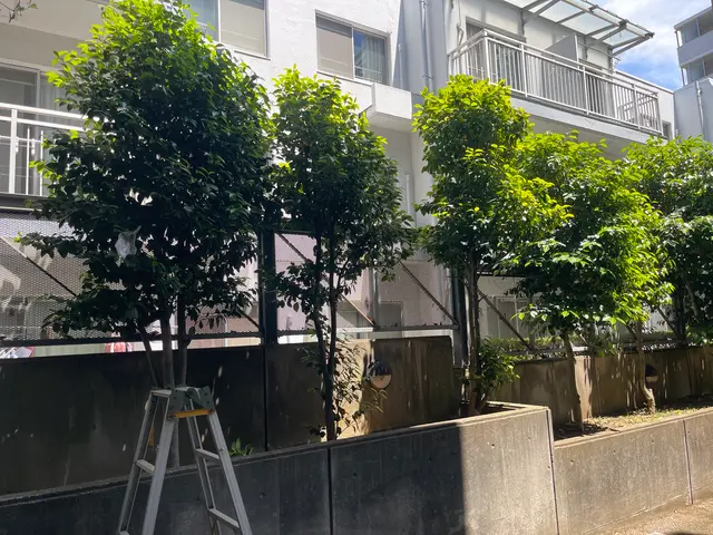庭木剪定•枝切りなどサービスの画像