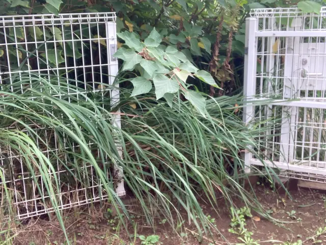 草刈り機を使ってお庭やお家周りの雑草を草刈りいたします！サービスの画像