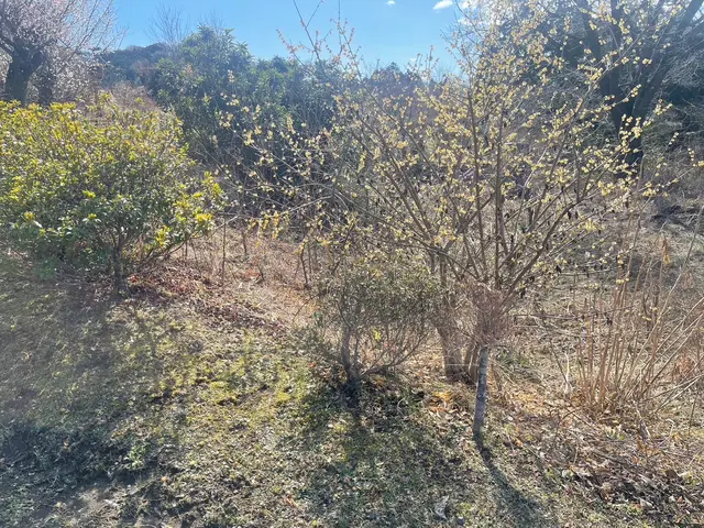 <年中無休>騒音に配慮した草刈り・快適な環境を提供しますサービスの画像