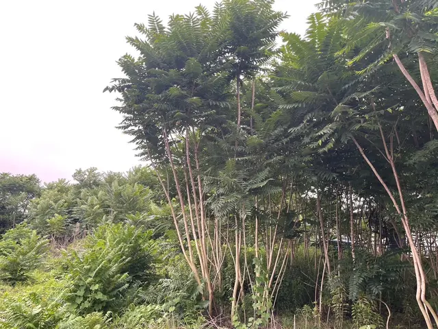 <年中無休>騒音に配慮した草刈り・快適な環境を提供しますサービスの画像