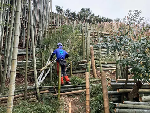 伐採・抜根ならお任せください！5年以上の業界経験、一本から大木まで！サービスの画像