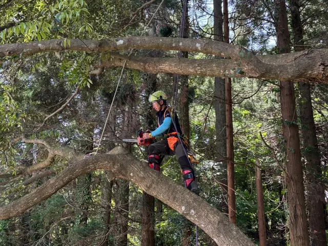 伐採・抜根ならお任せください！5年以上の業界経験、一本から大木まで！サービスの画像