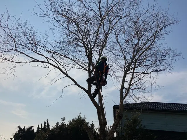 伐採・抜根ならお任せください！5年以上の業界経験、一本から大木まで！サービスの画像