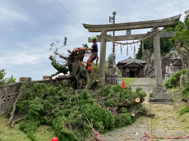 伐採・抜根ならお任せください！5年以上の業界経験、一本から大木まで！サービスの画像