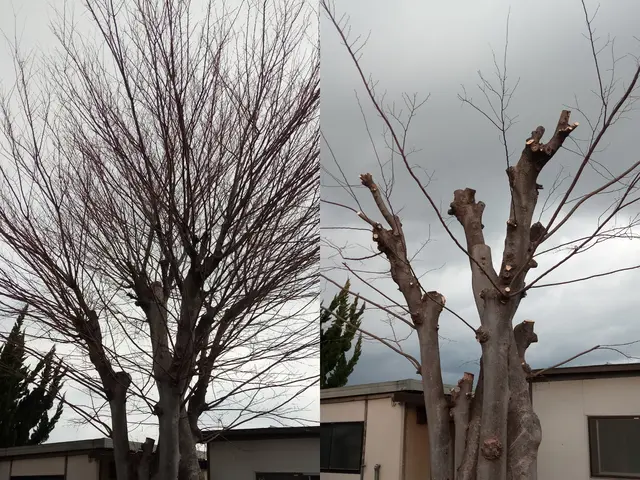 【庭木の剪定】群馬県内指定地域密着！作業外注一切なし！サービスの画像