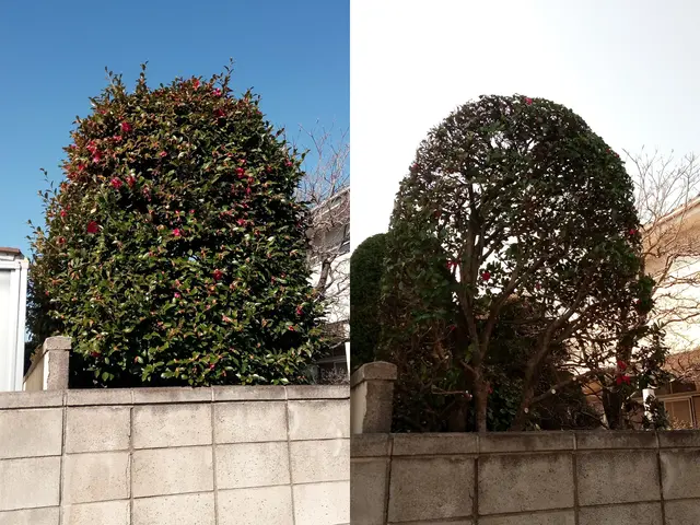 【庭木の剪定】群馬県内指定地域密着！作業外注一切なし！サービスの画像