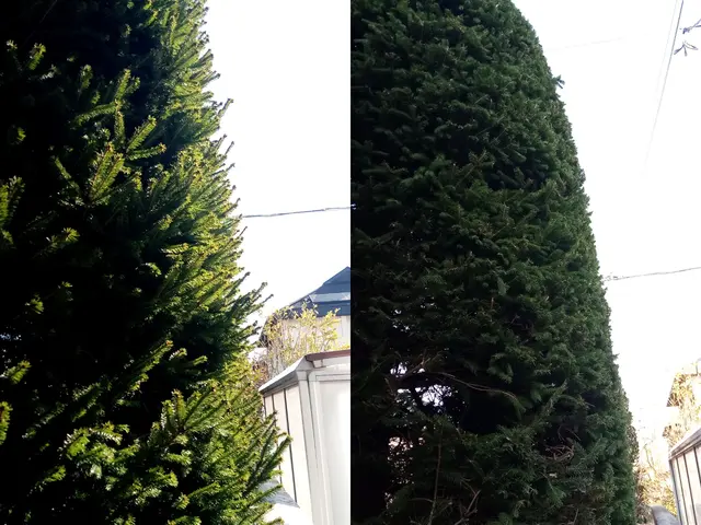 【庭木の剪定】群馬県内指定地域密着！作業外注一切なし！サービスの画像