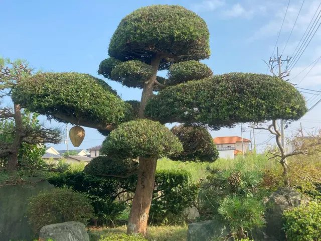 庭木の剪定による春の害虫予防いかがですか？ご要望に応じて出張無料見積致します。サービスの画像