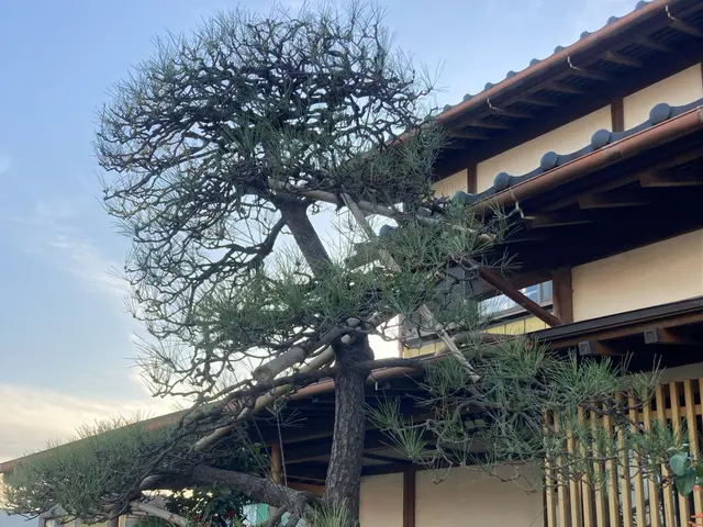 庭木の剪定による春の害虫予防いかがですか？ご要望に応じて出張無料見積致します。サービスの画像