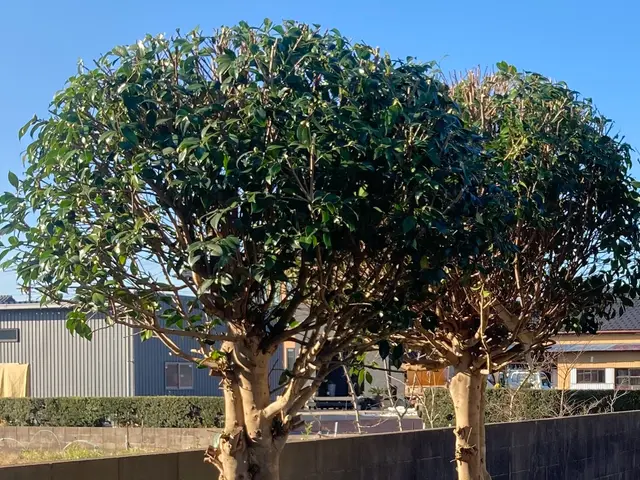 新緑の季節、庭木をさっぱりキレイに整えます。ご要望に応じて出張無料見積致します。サービスの画像