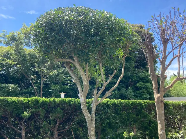 新緑の季節、庭木をさっぱりキレイに整えます。ご要望に応じて出張無料見積致します。サービスの画像