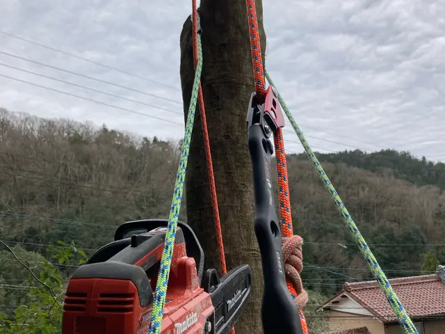 小さな木から大きな木まで。ロープで登ってカット致します。サービスの画像