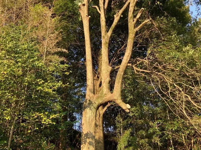 小さな木から大きな木まで。ロープで登ってカット致します。サービスの画像