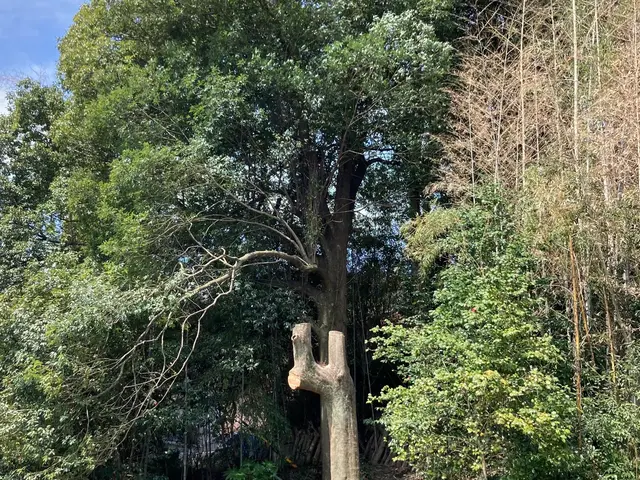 小さな木から大きな木まで。ロープで登ってカット致します。サービスの画像