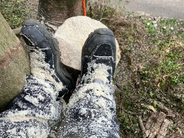 小さな木から大きな木まで。ロープで登ってカット致します。サービスの画像