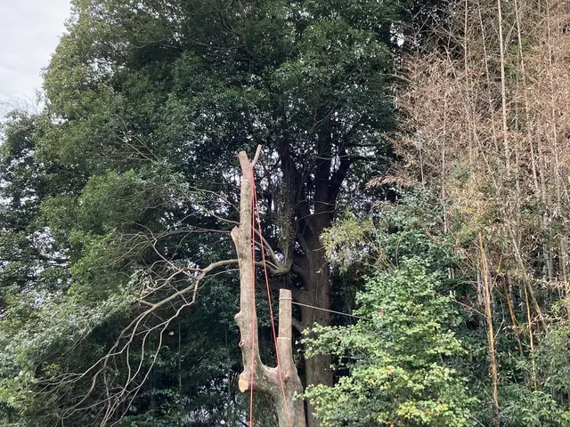 小さな木から大きな木まで。ロープで登ってカット致します。サービスの画像