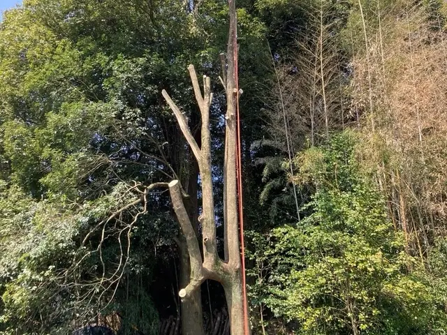 小さな木から大きな木まで。ロープで登ってカット致します。サービスの画像