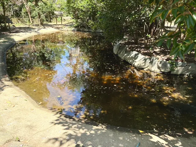池の掃除ならお任せ下さい！サービスの画像