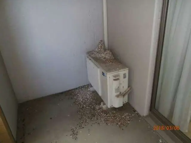 《東京、神奈川、埼玉》清掃、消毒、ネット取付け！ハト対策は当社にお任せ下さい！！サービスの画像