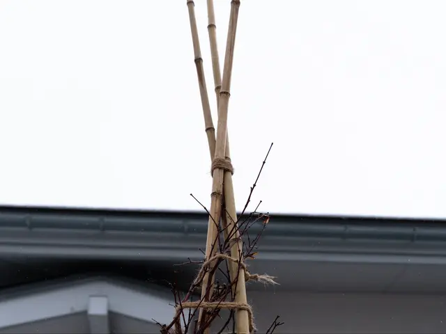 雪吊り・雪囲いサービスの画像