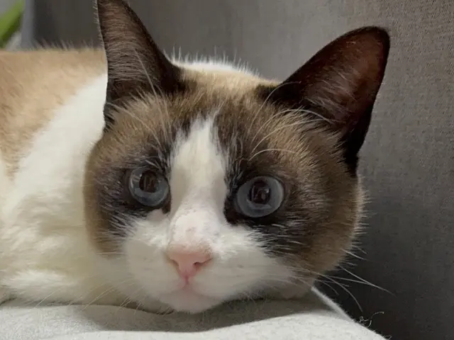 多頭飼いも老猫も、安心してお任せください！資格を持つプロの安心サポート◎サービスの画像