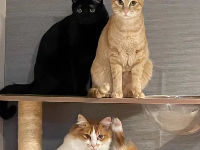 多頭飼いも老猫も、安心してお任せください！資格を持つプロの安心サポート◎サービスの画像