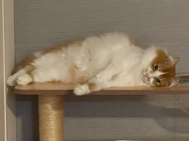 多頭飼いも老猫も、安心してお任せください！資格を持つプロの安心サポート◎サービスの画像