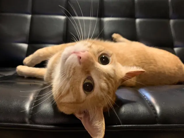 多頭飼いも老猫も、安心してお任せください！資格を持つプロの安心サポート◎サービスの画像