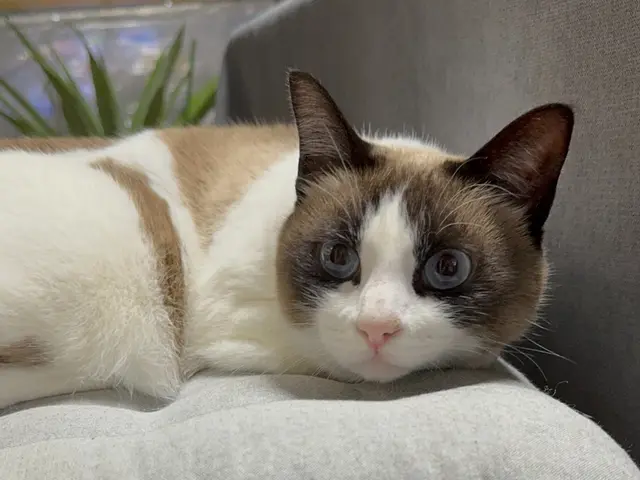 多頭飼いも老猫も、安心してお任せください！資格を持つプロの安心サポート◎サービスの画像