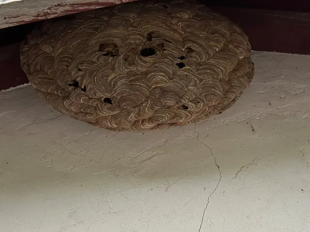 ★即レス即対応★安全第一で確実に駆除、1週間保証付きで安心サービスの画像