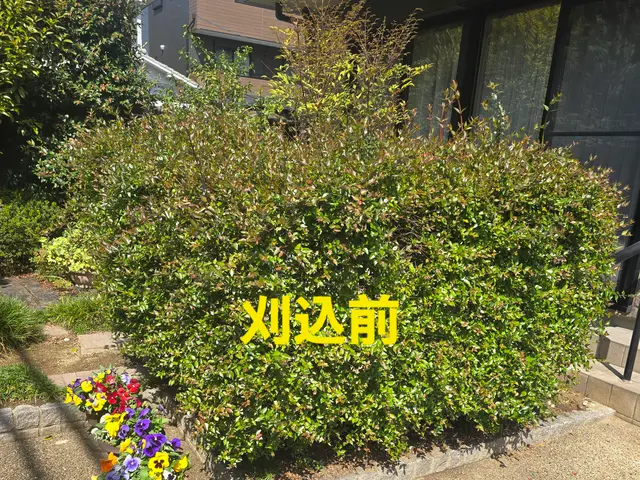 【造園業20年☆庭園管理士】仕立て方、季節に合わせた刈込させていただきます。サービスの画像