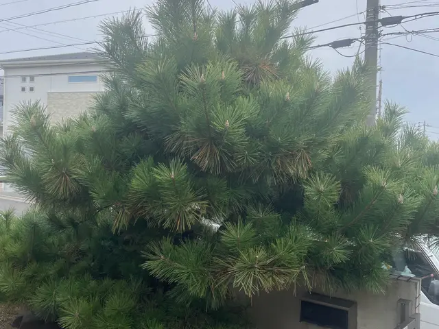 ◆どれだけ自分が上手く剪定できたかより、お客様の心に刺さる作業を心がけるサービスの画像