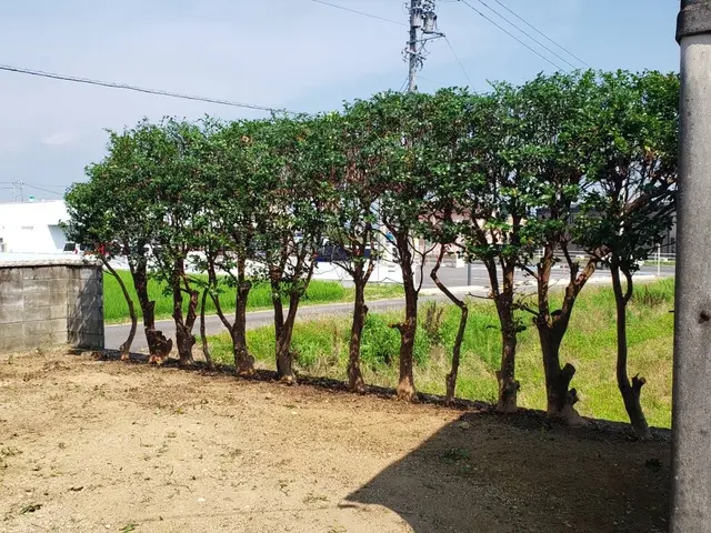 ◆どれだけ自分が上手く剪定できたかより、お客様の心に刺さる作業を心がけるサービスの画像