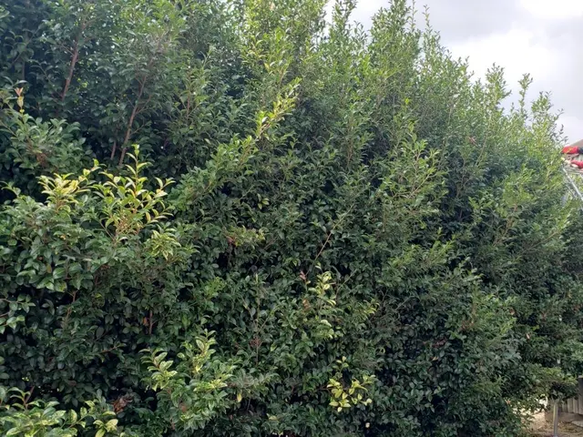 ◆どれだけ自分が上手く剪定できたかより、お客様の心に刺さる作業を心がけるサービスの画像