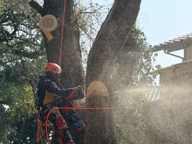 経験10年、800件以上の実績！小木から大径木まで、安全安心の丁寧な作業をお約束サービスの画像
