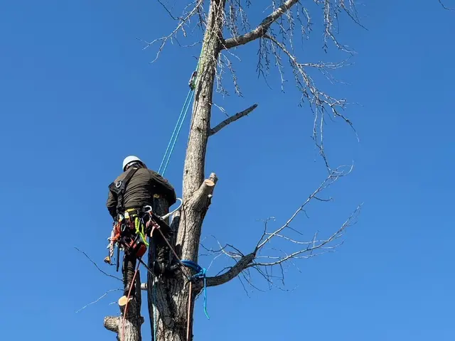 経験10年、800件以上の実績！小木から大径木まで、安全安心の丁寧な作業をお約束サービスの画像