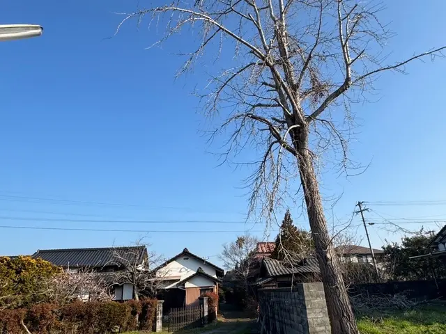 経験10年、800件以上の実績！小木から大径木まで、安全安心の丁寧な作業をお約束サービスの画像