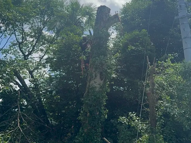 経験10年、800件以上の実績！小木から大径木まで、安全安心の丁寧な作業をお約束サービスの画像