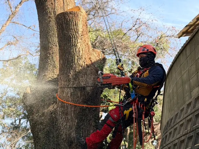 経験10年、800件以上の実績！小木から大径木まで、安全安心の丁寧な作業をお約束サービスの画像