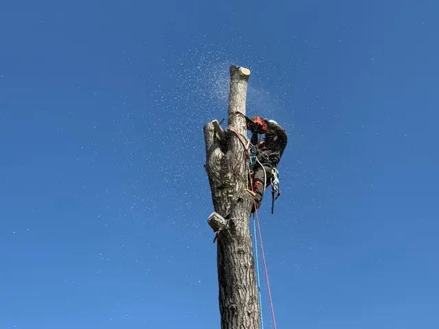 経験10年、800件以上の実績！小木から大径木まで、安全安心の丁寧な作業をお約束サービスの画像
