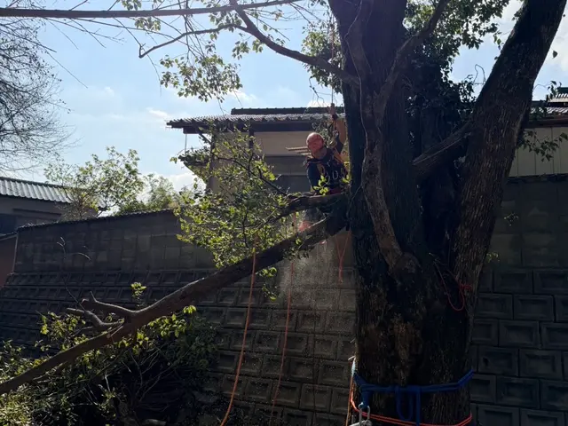 経験10年、800件以上の実績！小木から大径木まで、安全安心の丁寧な作業をお約束サービスの画像