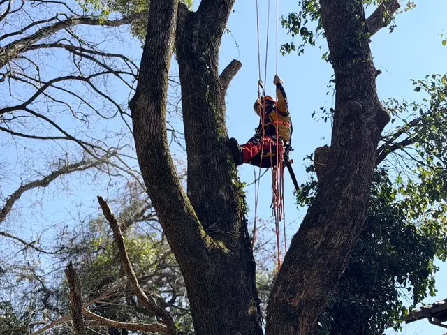経験10年、800件以上の実績！小木から大径木まで、安全安心の丁寧な作業をお約束サービスの画像
